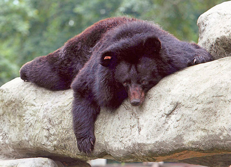 Ciro2.jpg - Orso della Luna