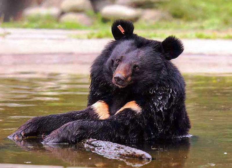 Ciro3.jpg - Orso Tibetano