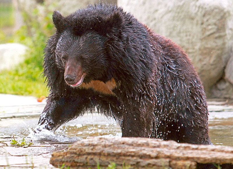Ciro4.jpg - Orso dal Collare