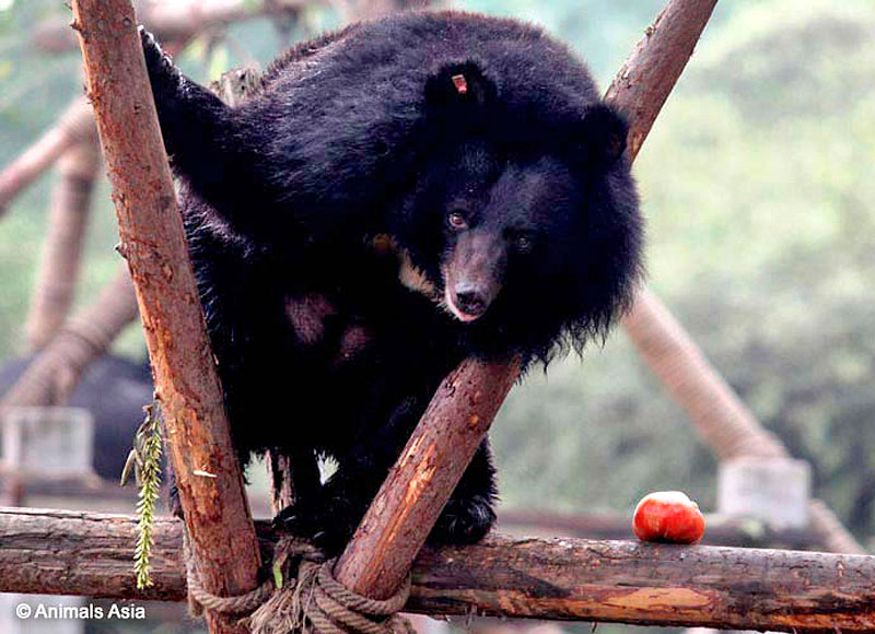 Ciro6.jpg - Orso Asiatico Nero