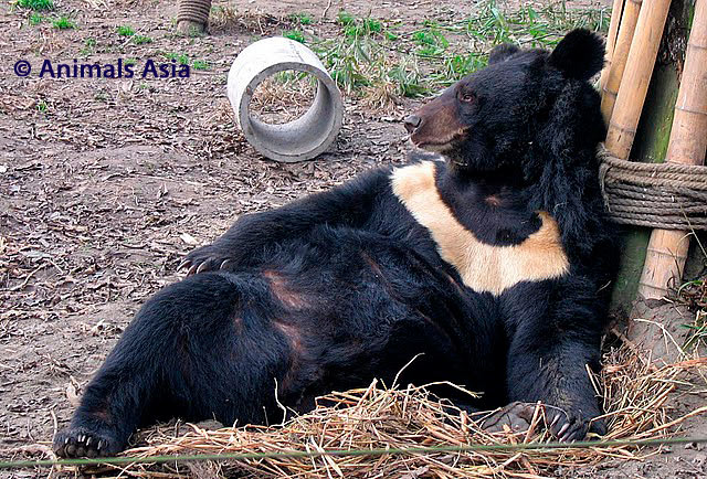 SAVE THE MOON BEARS > Chi è